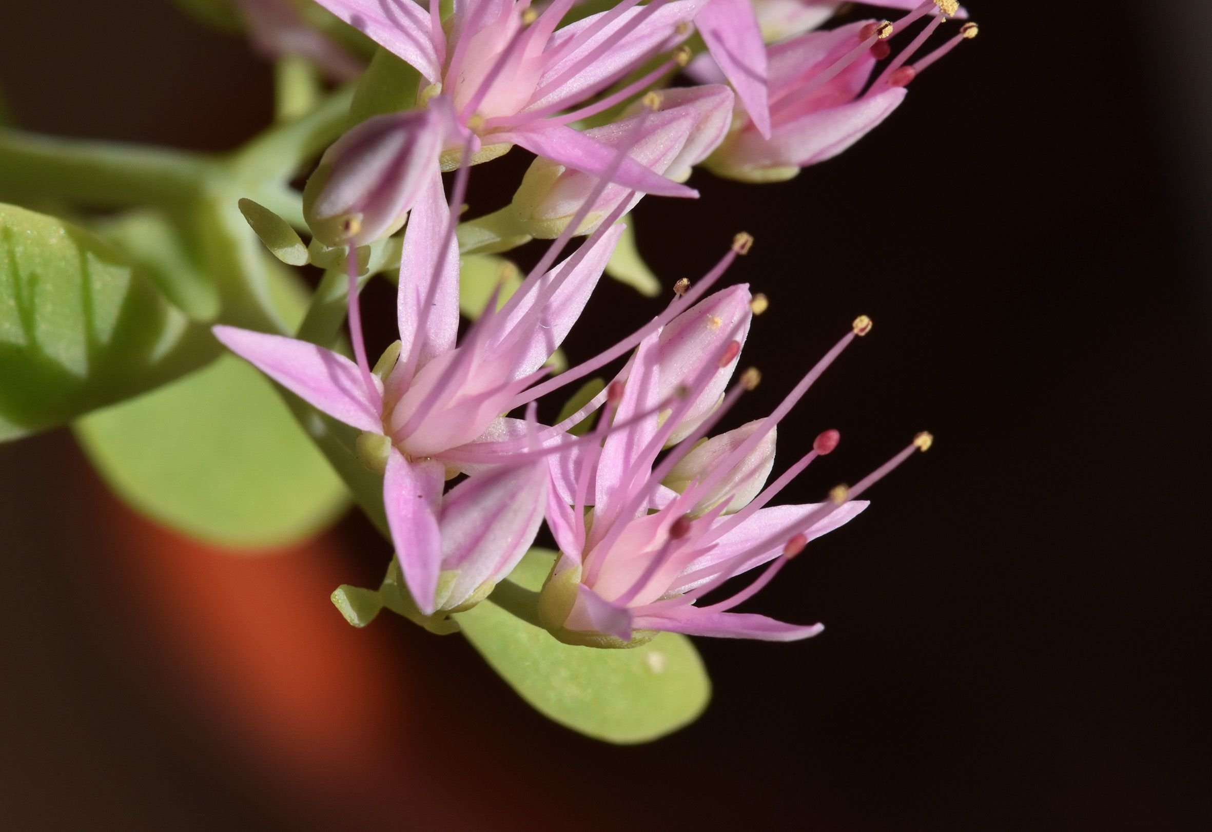 sedum spectabile crystal pink 3.jpg