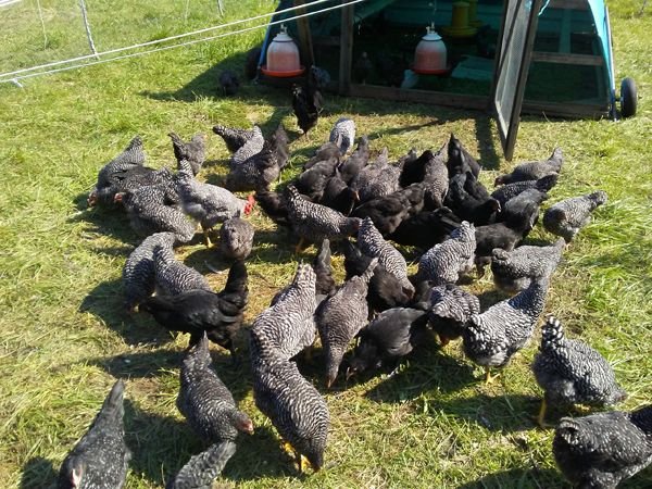 Broilers eating 1st blueberries4 crop Aug. 2017.jpg