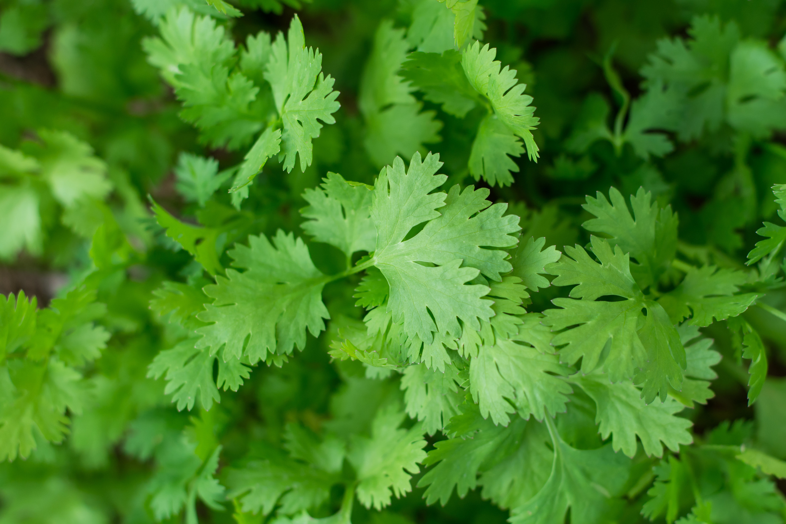 9 Golden Benefits Of Coriander Oil The Most Prominent Weight Loss