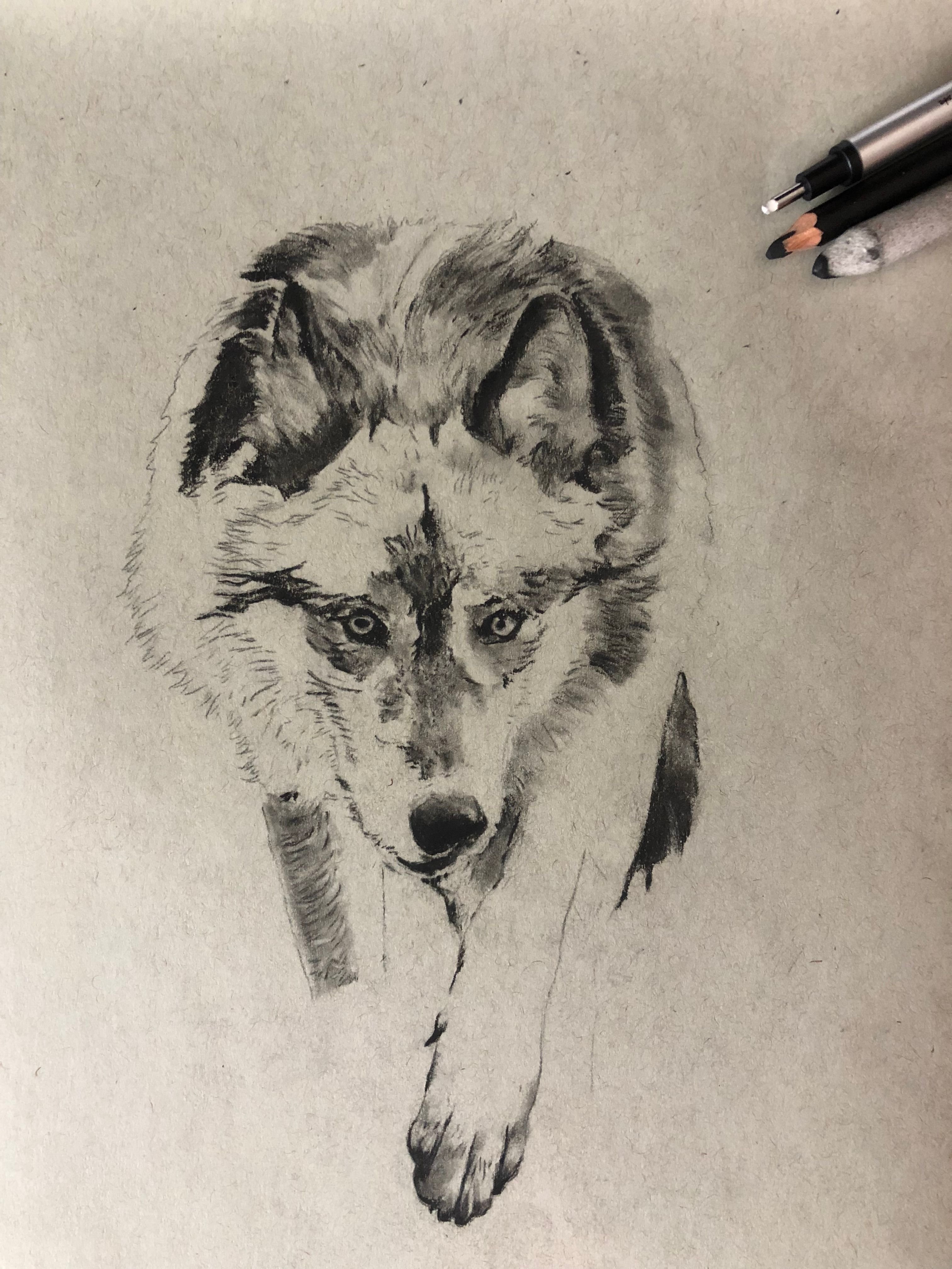 Top 8 Best Tips for Drawing Animals