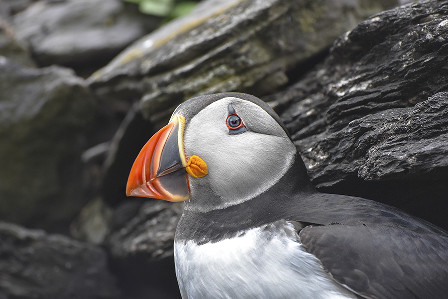 crimsonclad: close up puffin photography on skellig michael.