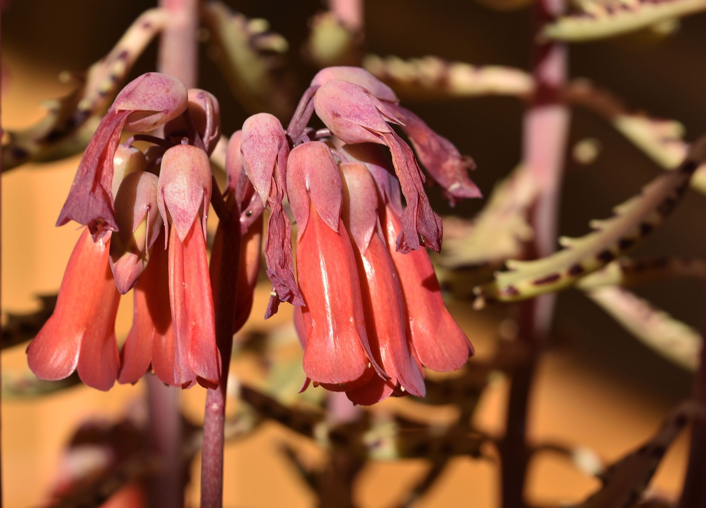 Kalachoe Luky Bells flower 3.jpg