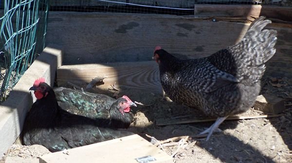 New flock - Australorps,  Cuckoo Marans1 crop Sept. 2016.jpg