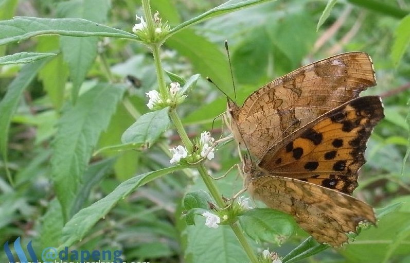 2017-07-28_butterfly.jpg