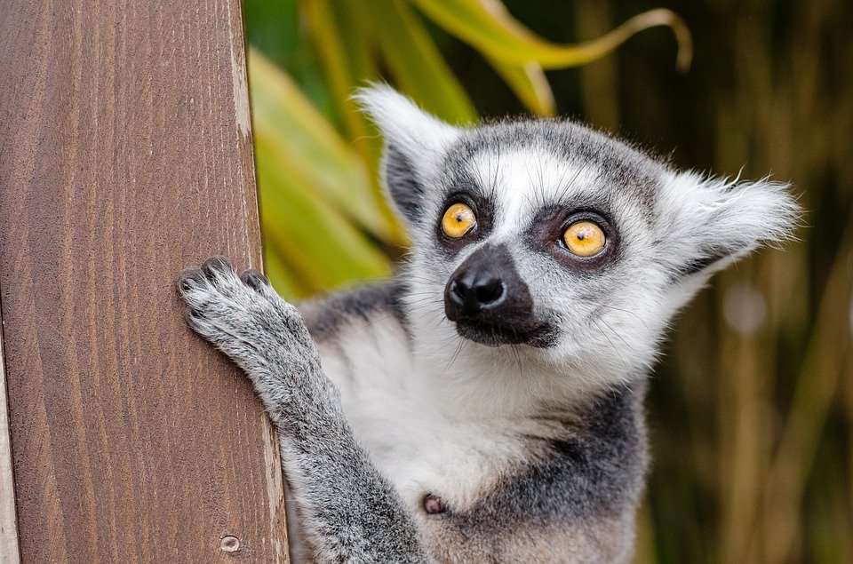 lemur-.jpg