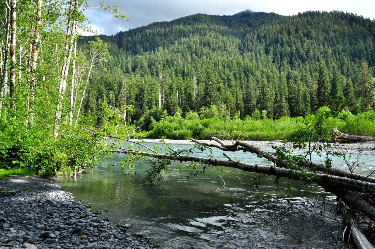 hoh rain forest w (5).jpg