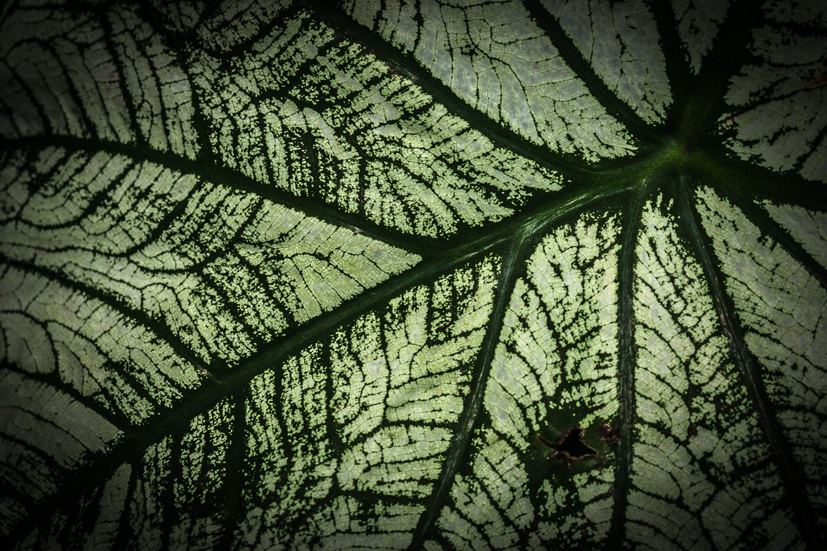 leaf 1 macro.jpg