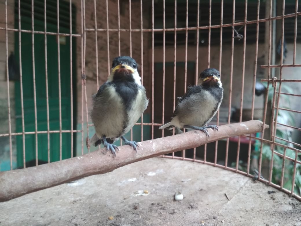 Burung Gelatik Batu Parus Major Lestarikan Fauna Kita Birds