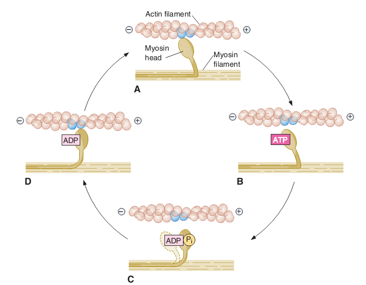 Molecular Mechanism of Skeletal Muscle Contraction