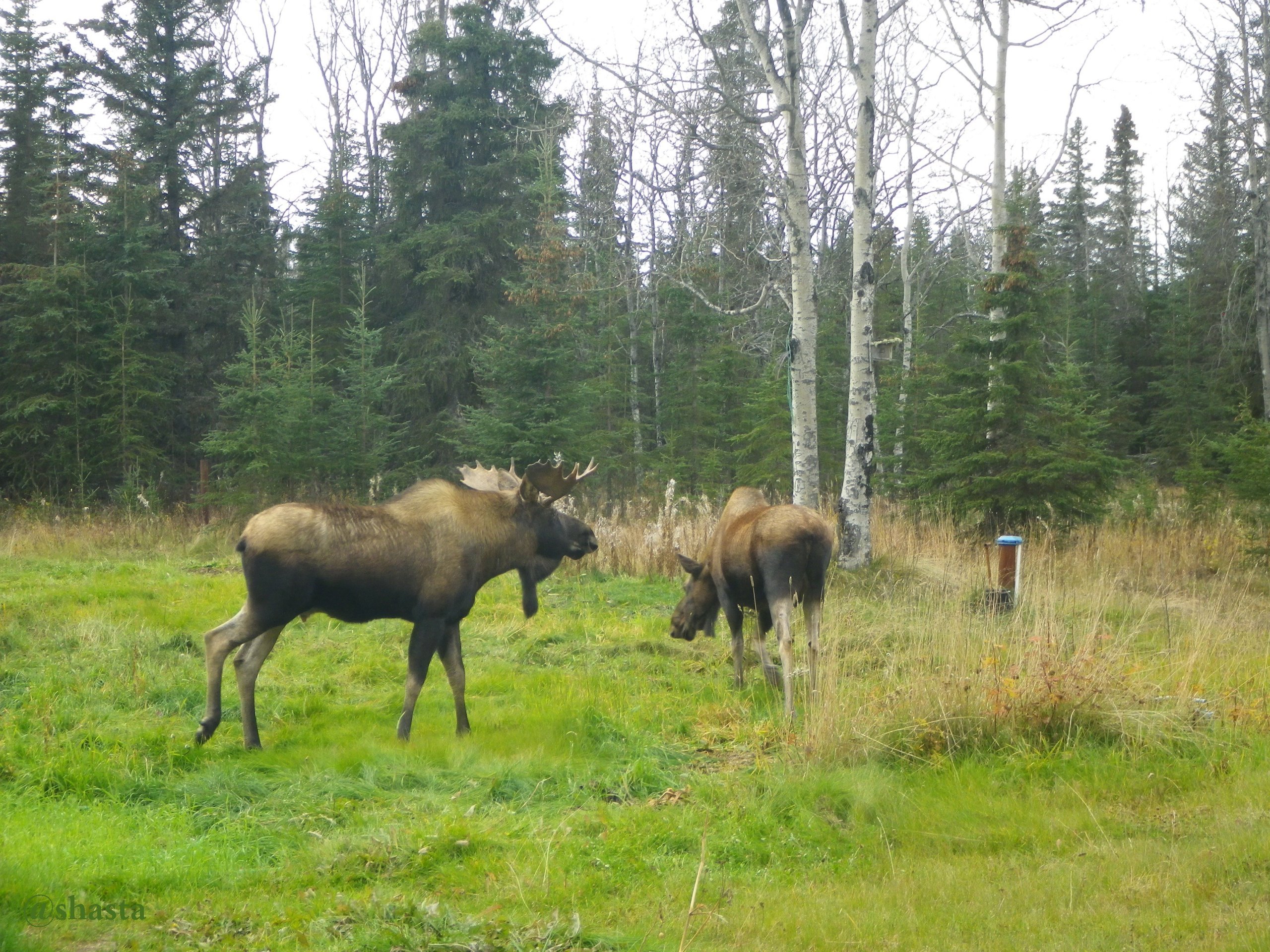 shasta2017nov12th47moose2017oct11th1io.jpg