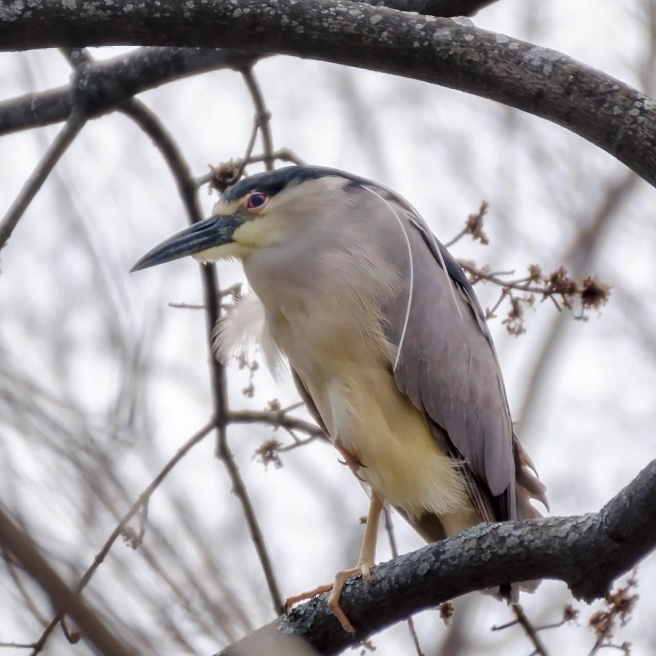 COAST BlkCrownNt Heron.jpg