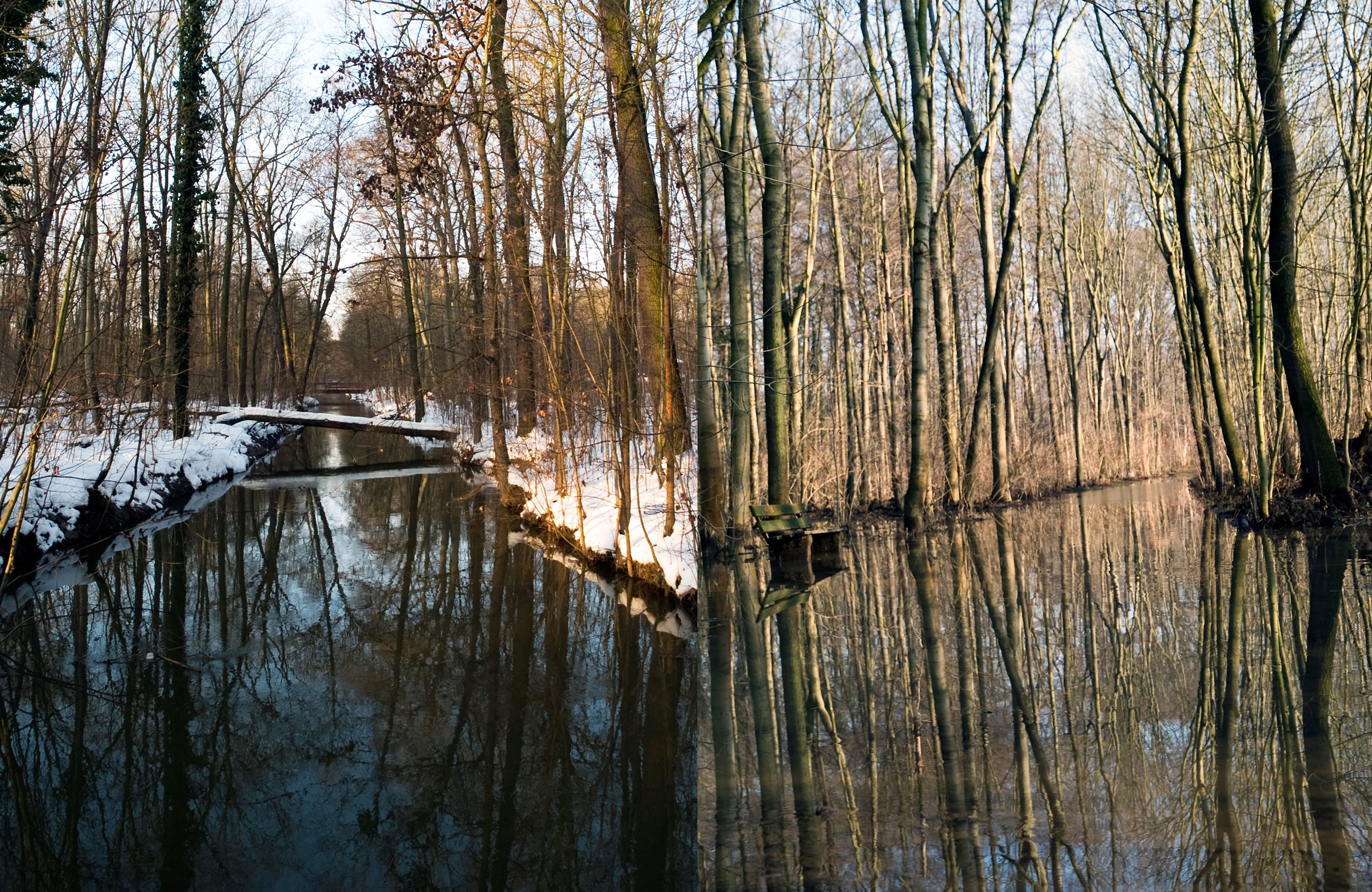 auwald im winter und überflutet.jpg