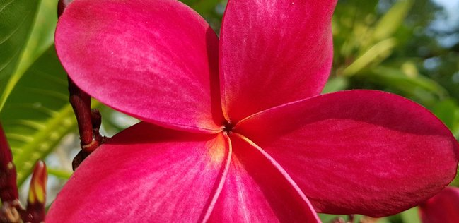 Frangipani 5