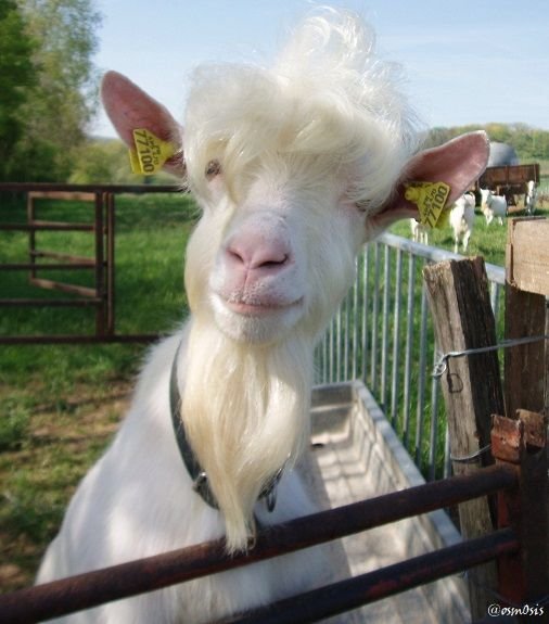 MrGoat.jpg