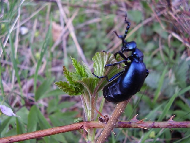 (Meloe violaceus)- samiczka -fot.Jan Czerniel.jpg