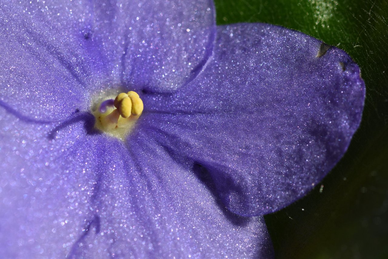 African Violet blue macro.jpg