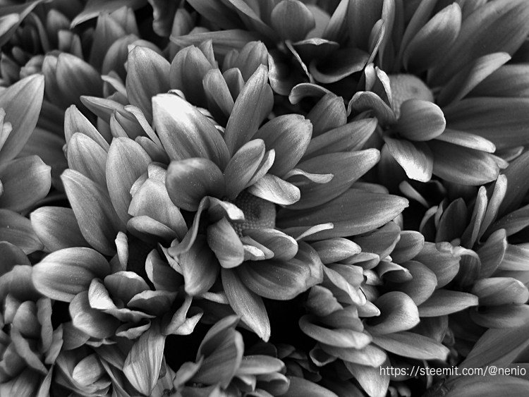 bouquet-flowers-bw.jpg