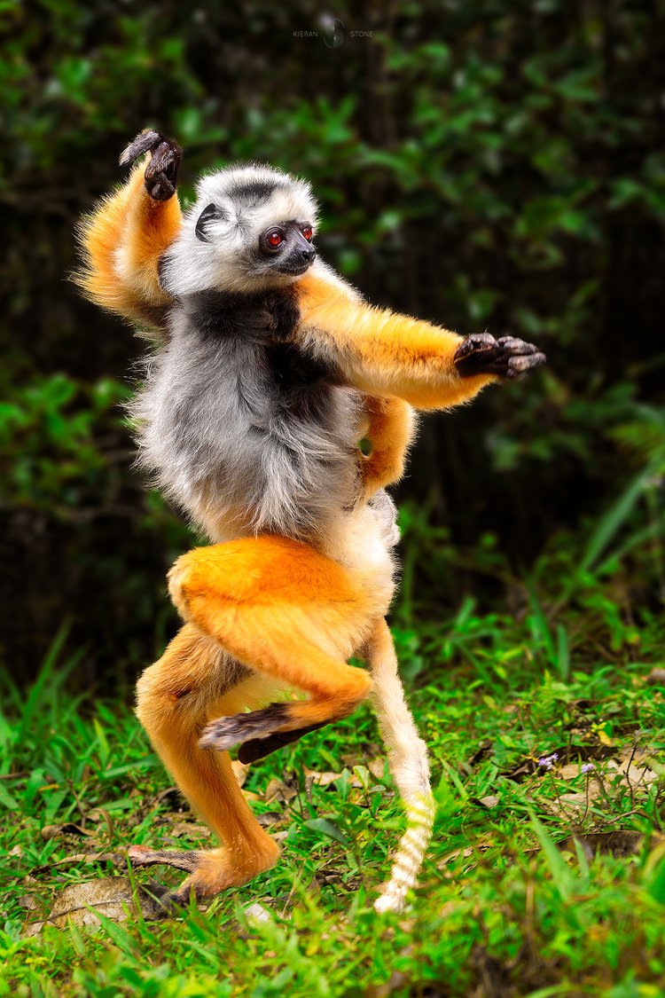 Lemur.jpg