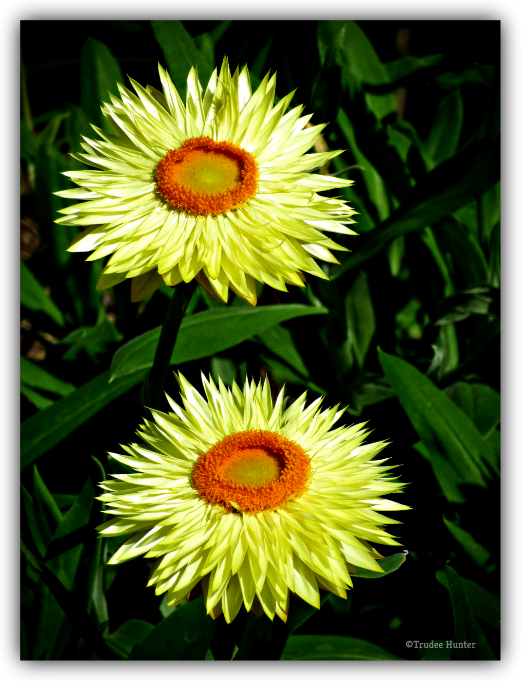 wm2openstrawflowers.png