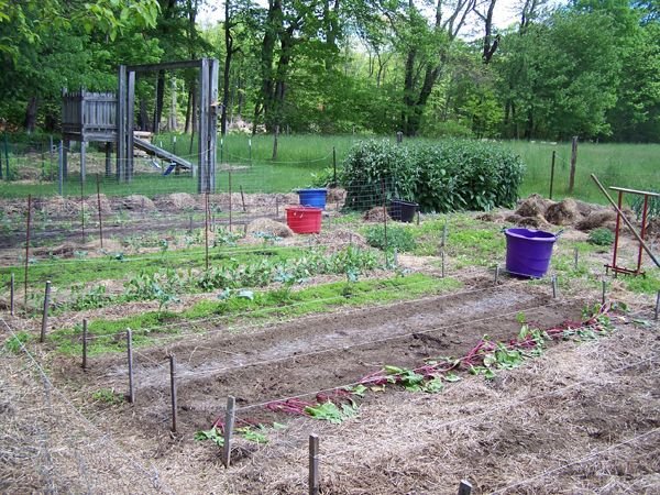 Big garden - planting2 crop May 2017.jpg