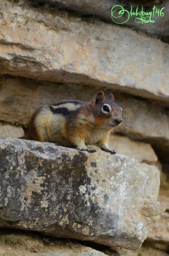 johnston_canyon2.jpg