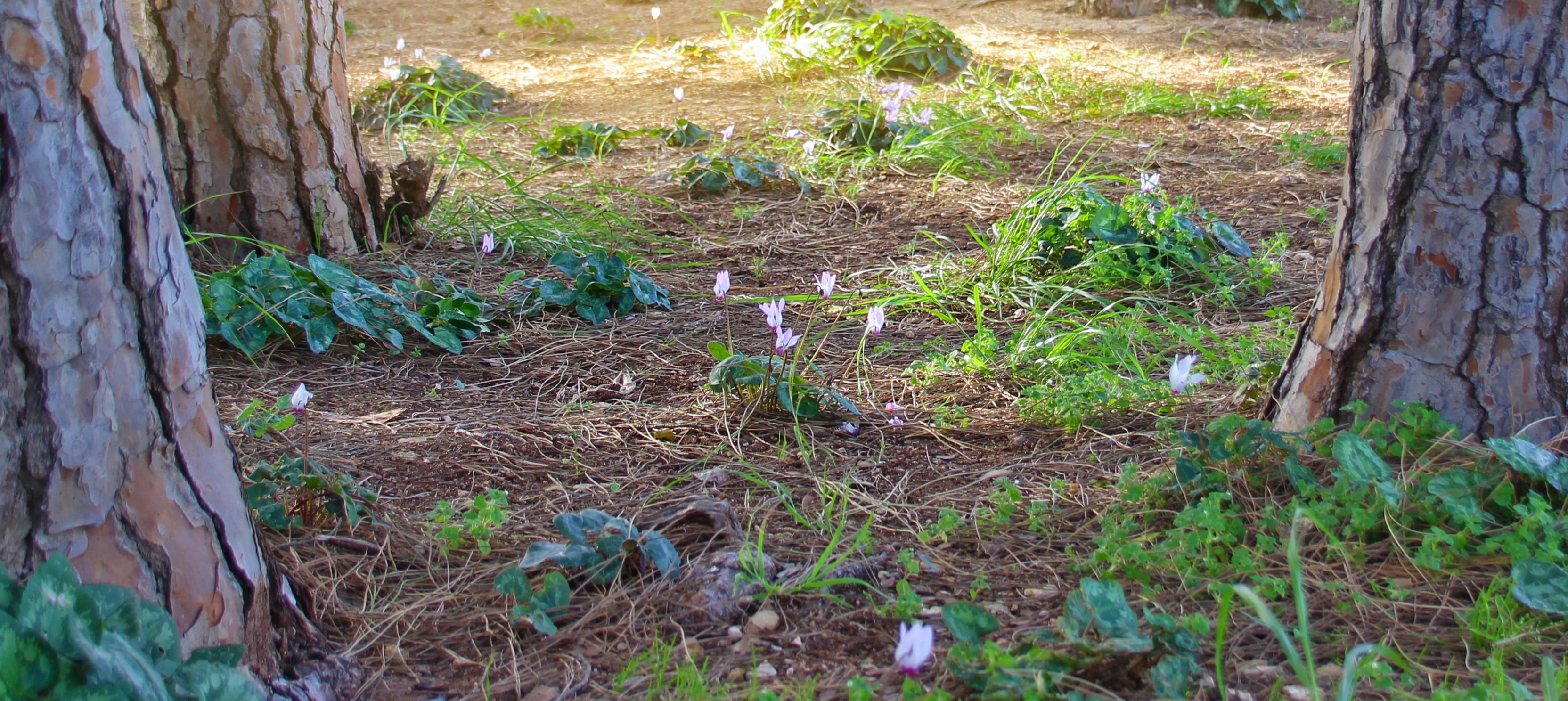 Cyclamen