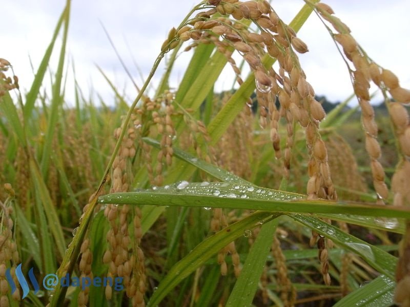 2017-07-29_raindrops.jpg