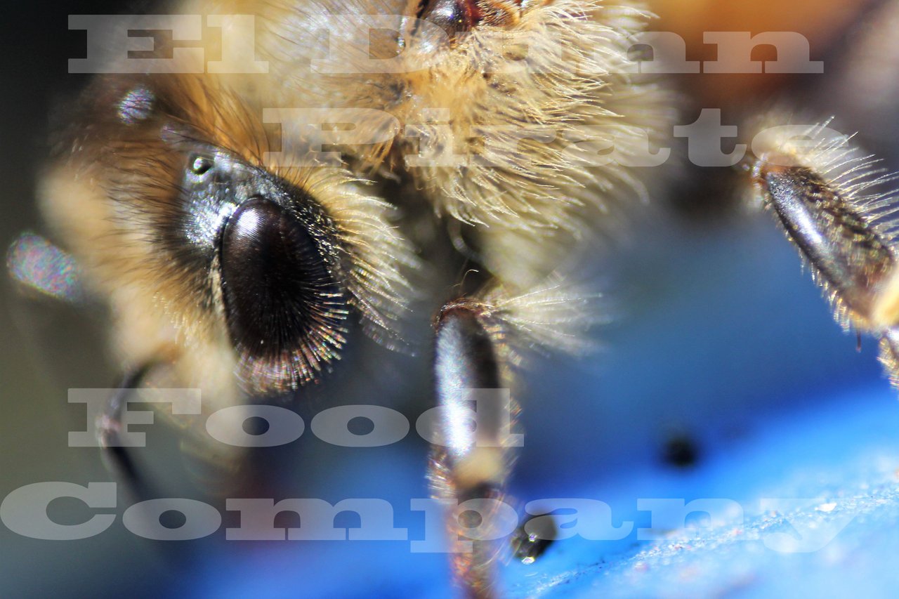 honey bee eye detail Macro Watermark .jpg