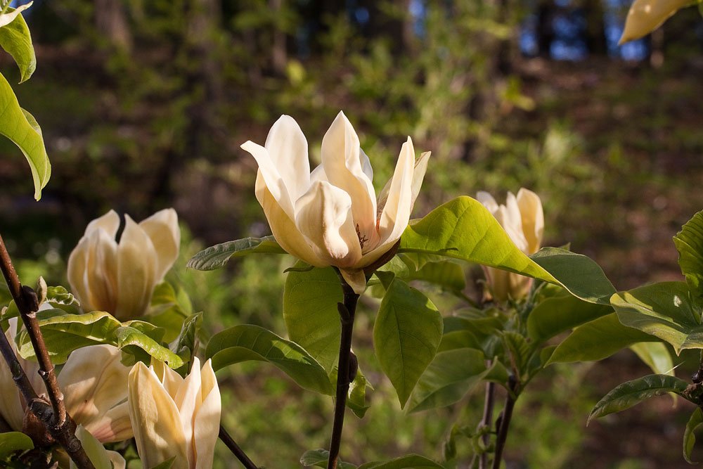 Magnolia Hattie Carthan 20100003.jpg