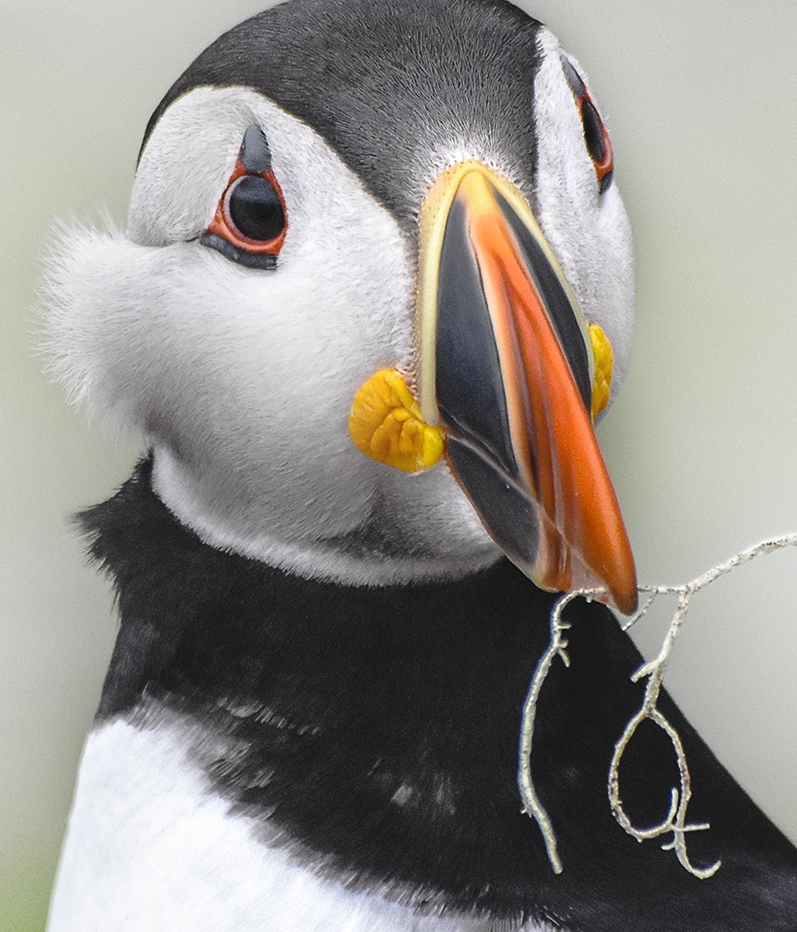 crimsonclad: close up puffin photography on skellig michael.