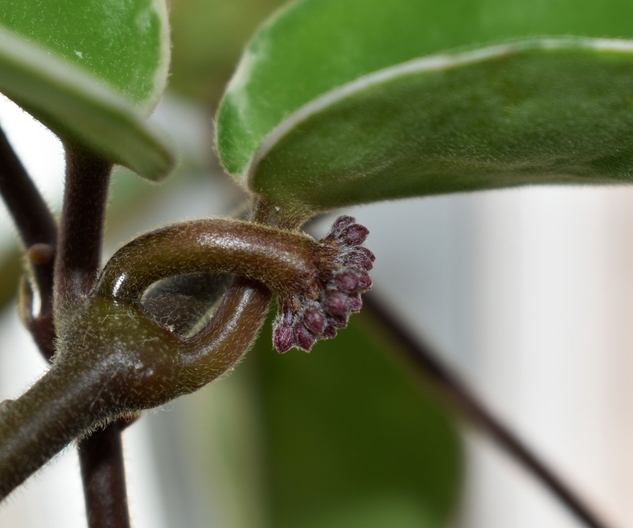 hoya buds 3.09.jpg