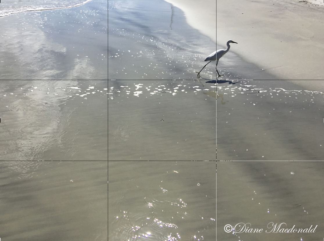 Egret Dayton Beach Grid-1.JPG