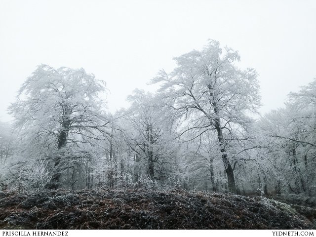 soft rime forest - by Priscilla Hernandez (yidneth.com).jpg