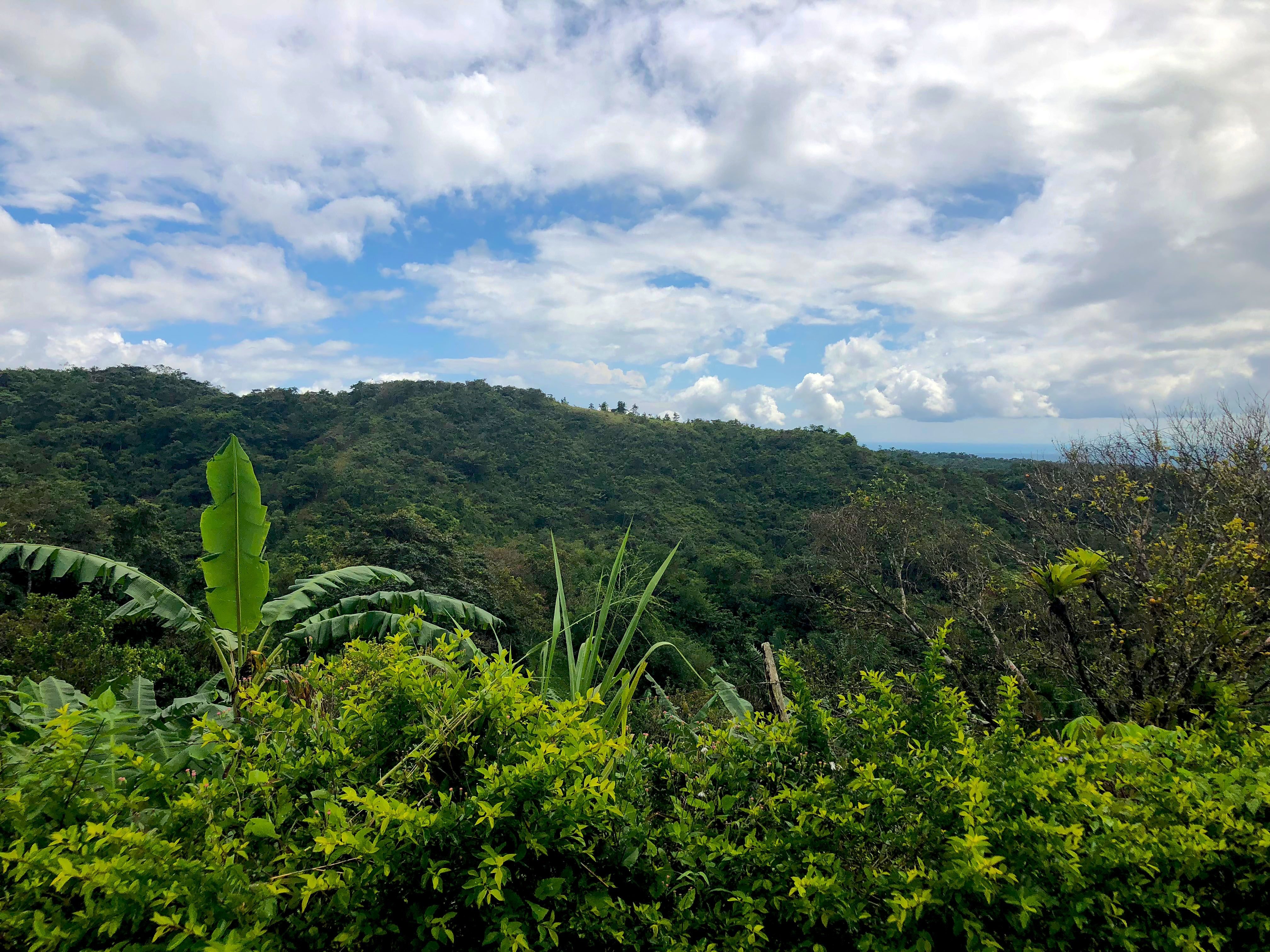 For Decades, Wonderful Rainforests Have Been Cleared For Cattle And For Decades, Wonderful Rainforests Have Been Cleared For Cattle And