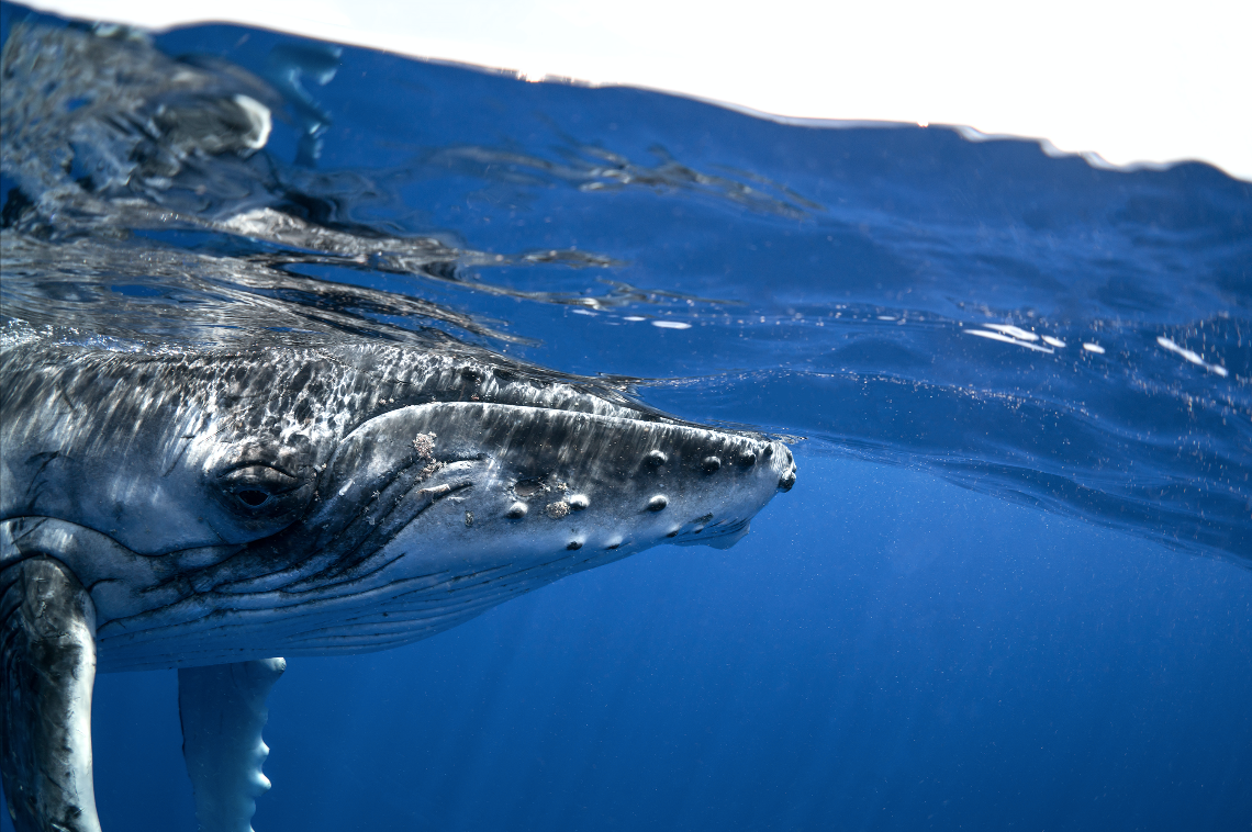 Humpback_Whale_stare.png