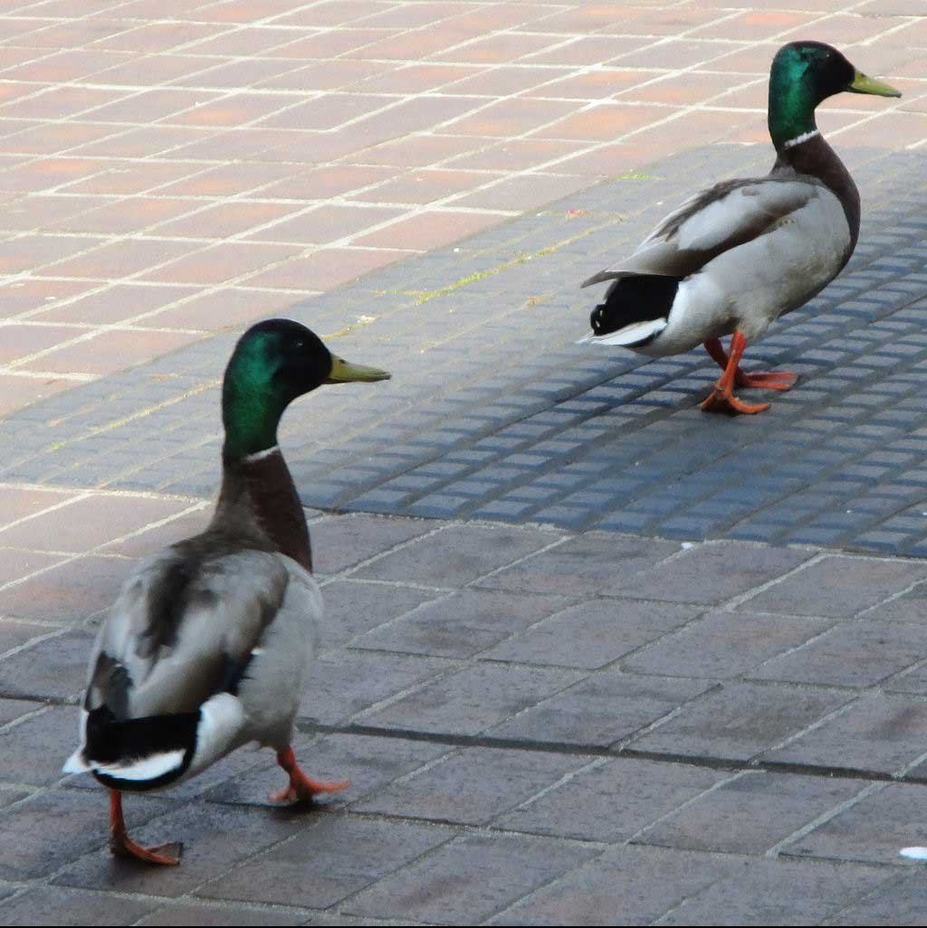 Ducks in a row.jpg