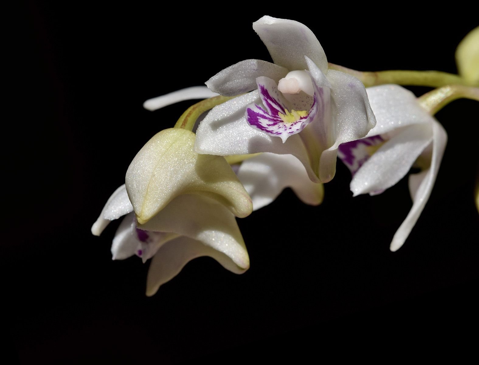 dendrobium kingianum var silcockii 5.jpg