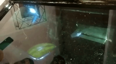 giphy (41).gif