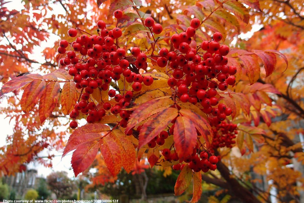 Autumn Red Berries-001-110216.jpg