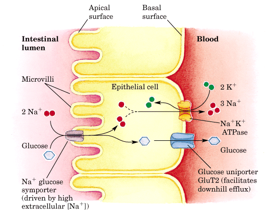 blood glucose.gif