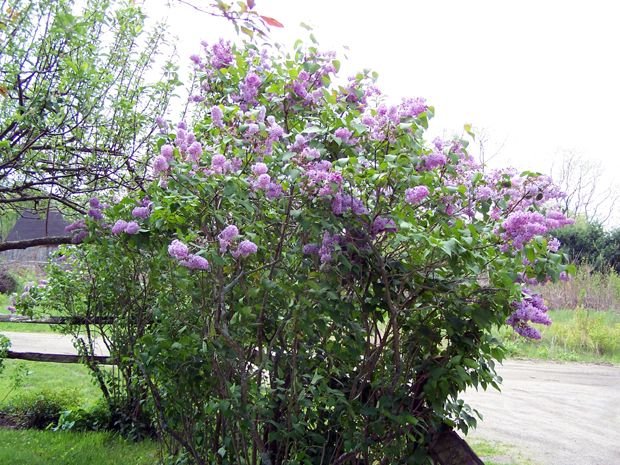 1.Lilacs East side May 2006.jpg