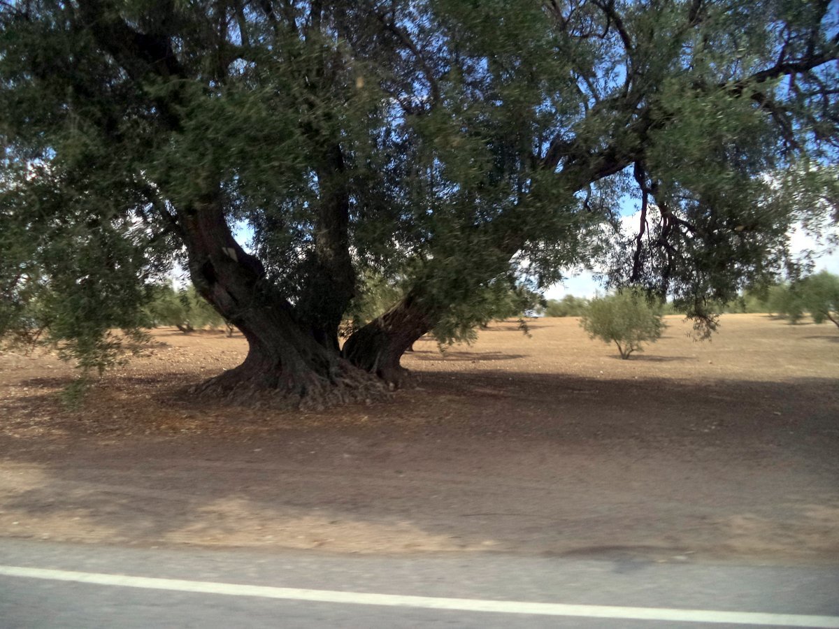 big tree passing