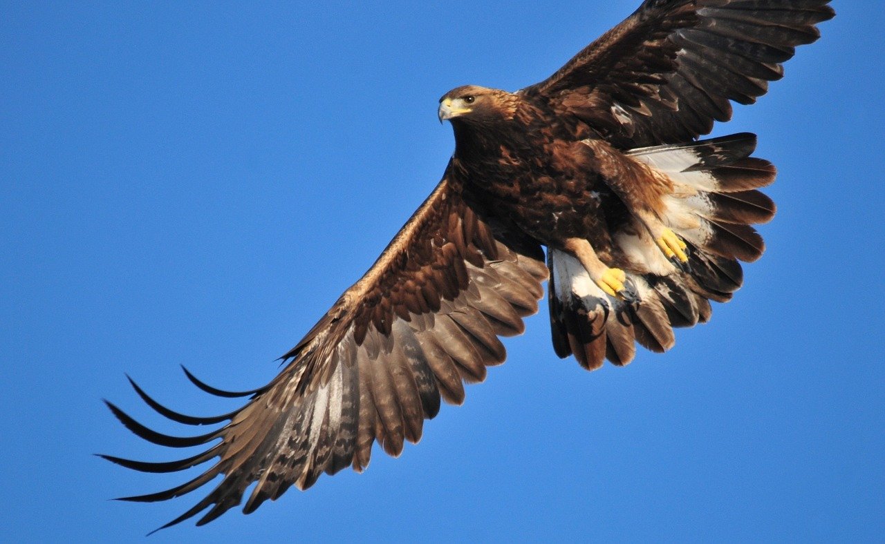 Do You Know Golden Eagles Can Actually Drag Mountain Goat