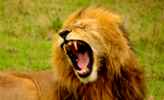 lion_roar thumb.png