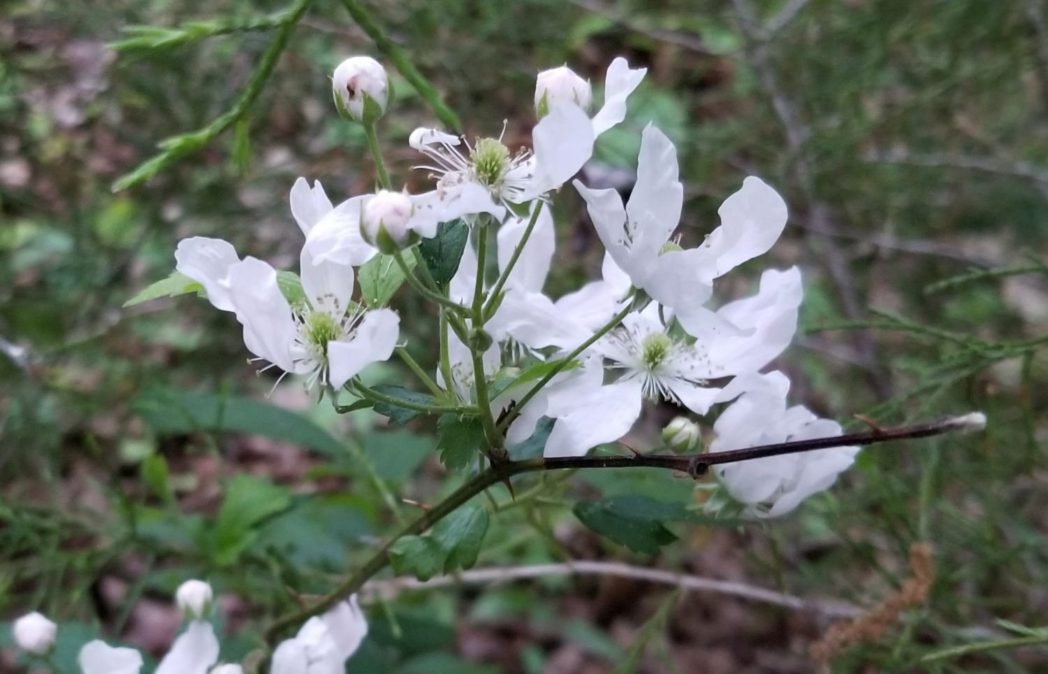 20180504_192357- Invasive Chinese Rose.jpg