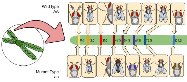 Drosophila_Gene_Linkage_Map-.jpg