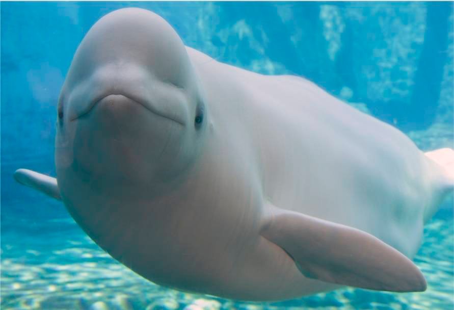 Beluga.jpg