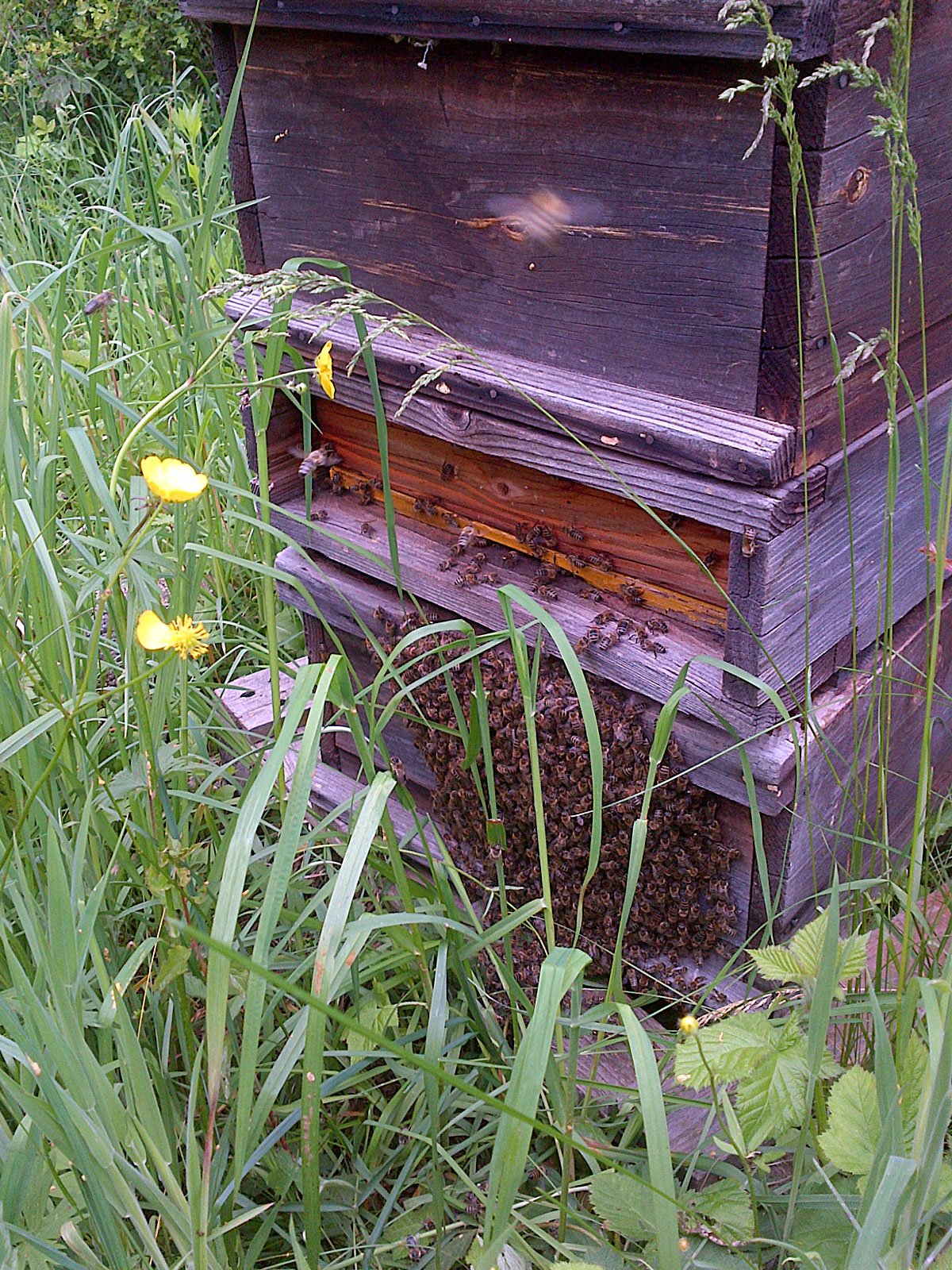 swarm collecting outside of hive