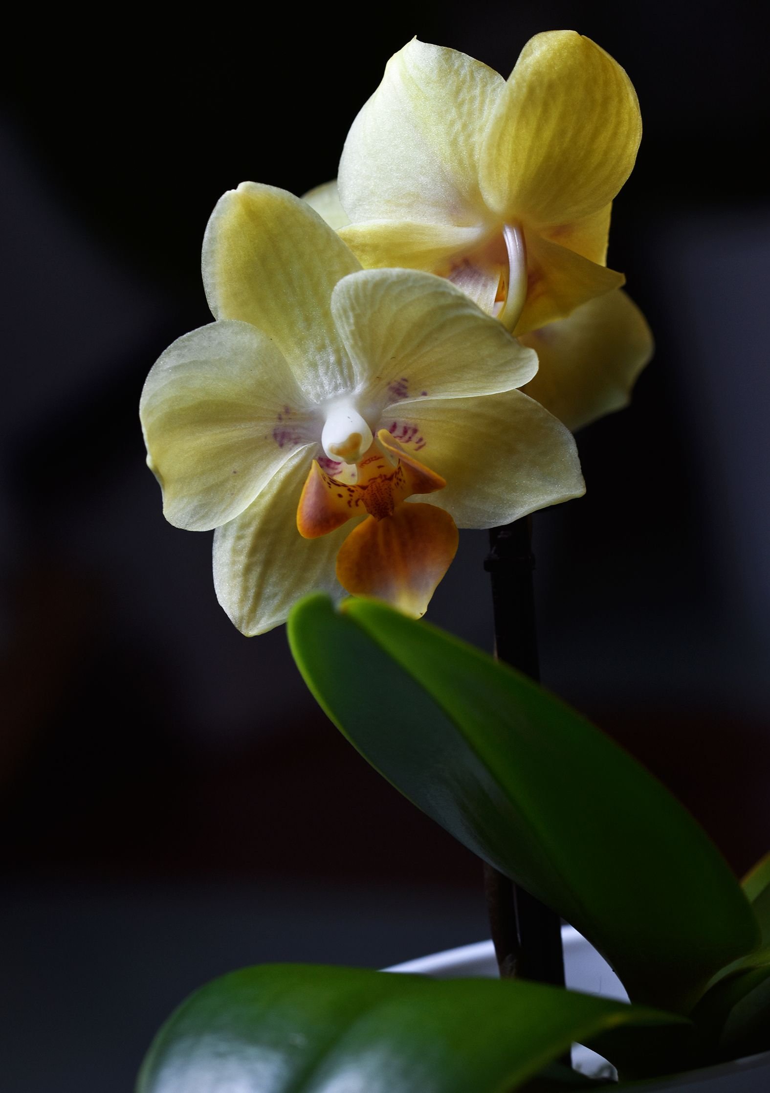 mini phal yellow 1.jpg