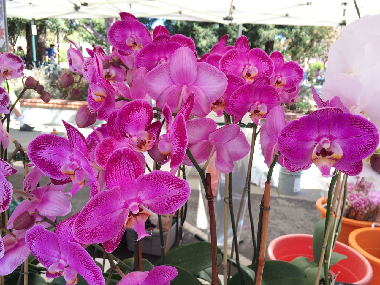 Orchid.JPG